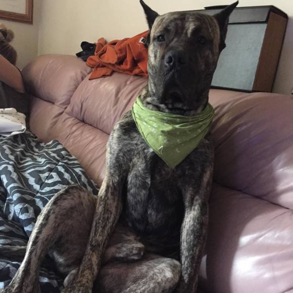 Meet your Posher, Joe - Picture 1 of 1